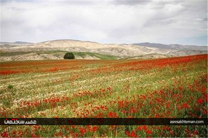 دشت شقایق خراسان +تصاویر