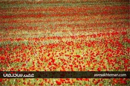 دشت شقایق خراسان +تصاویر