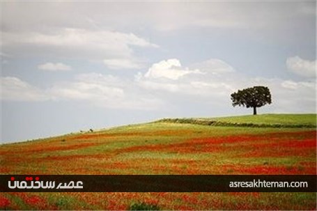 دشت شقایق خراسان +تصاویر