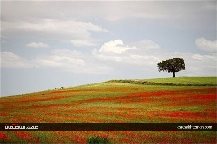 دشت شقایق خراسان +تصاویر