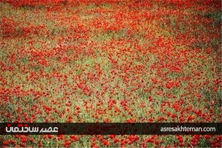 دشت شقایق خراسان +تصاویر