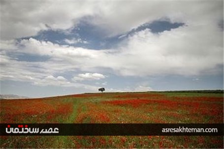 دشت شقایق خراسان +تصاویر