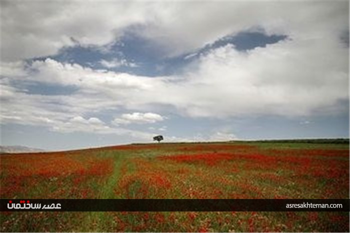 دشت شقایق خراسان +تصاویر