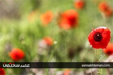دشت شقایق خراسان +تصاویر