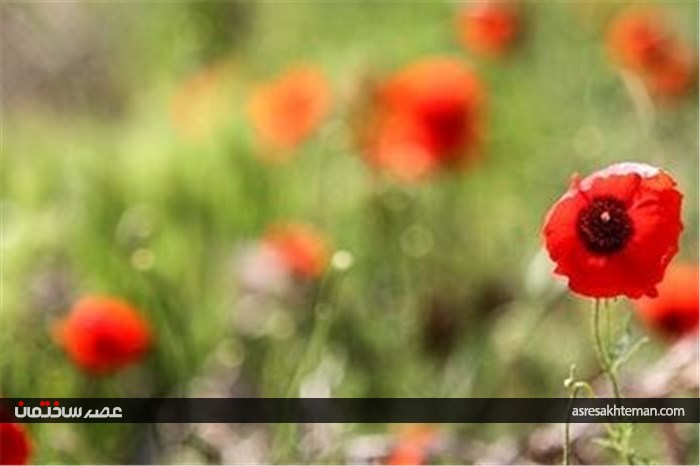دشت شقایق خراسان +تصاویر