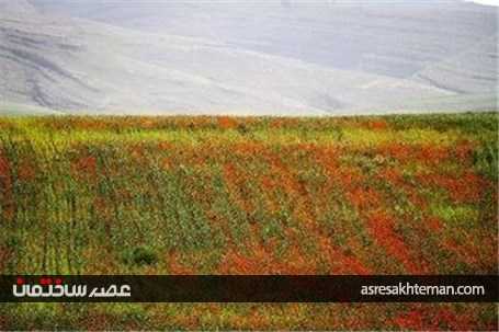 دشت شقایق خراسان +تصاویر