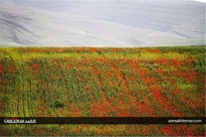 دشت شقایق خراسان +تصاویر