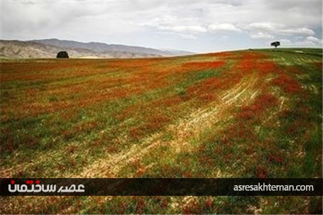 دشت شقایق خراسان +تصاویر