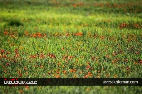 دشت شقایق خراسان +تصاویر