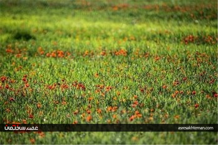 دشت شقایق خراسان +تصاویر
