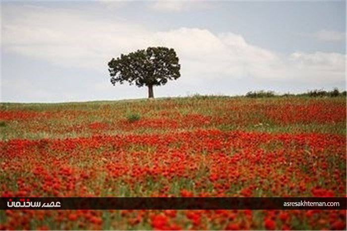 دشت شقایق خراسان +تصاویر