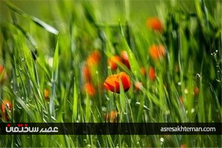 دشت شقایق خراسان +تصاویر