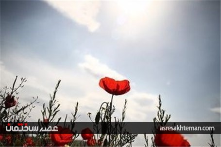 دشت شقایق خراسان +تصاویر