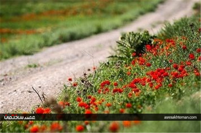 دشت شقایق خراسان +تصاویر