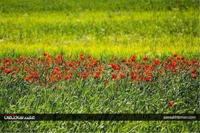 دشت شقایق خراسان +تصاویر