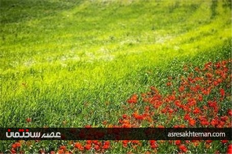 دشت شقایق خراسان +تصاویر