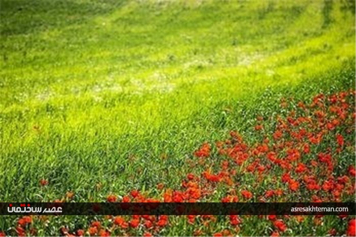 دشت شقایق خراسان +تصاویر