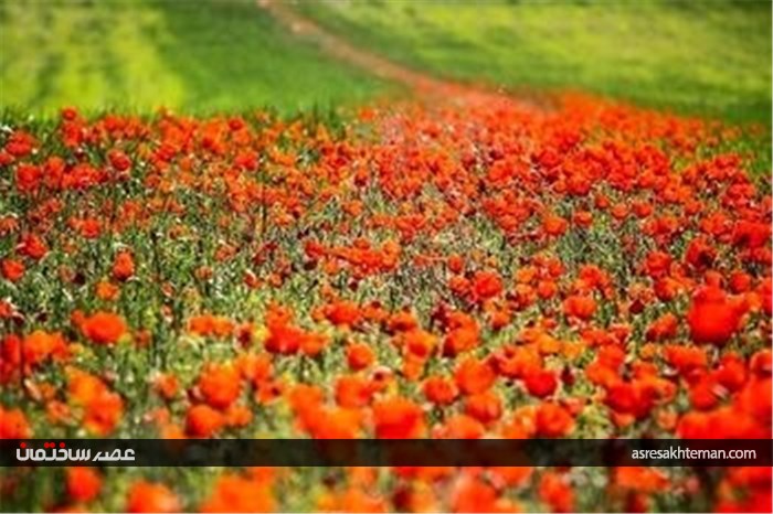 دشت شقایق خراسان +تصاویر