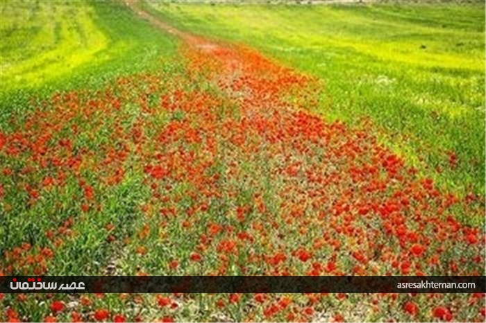 دشت شقایق خراسان +تصاویر