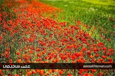دشت شقایق خراسان +تصاویر