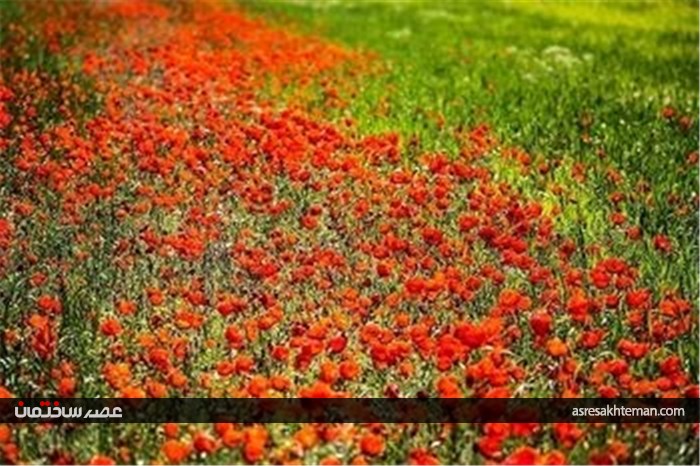 دشت شقایق خراسان +تصاویر