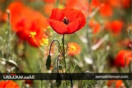 دشت شقایق خراسان +تصاویر
