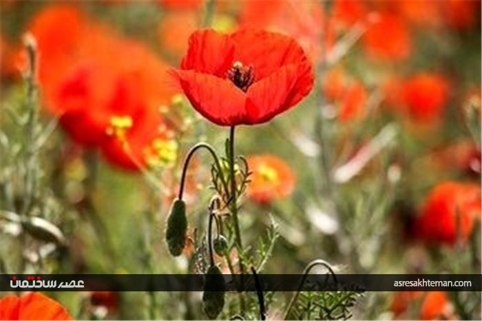 دشت شقایق خراسان +تصاویر