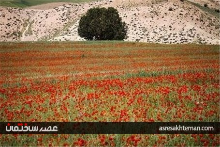 دشت شقایق خراسان +تصاویر