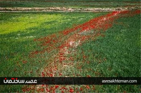 دشت شقایق خراسان +تصاویر