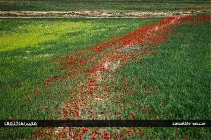 دشت شقایق خراسان +تصاویر