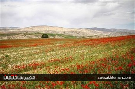 دشت شقایق خراسان +تصاویر