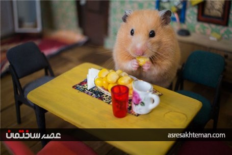 ساخت یک خانه ی مینیاتوری بسیار زیبا برای همسترها که حدود 3 ماه زمان برده است