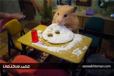 ساخت یک خانه ی مینیاتوری بسیار زیبا برای همسترها که حدود 3 ماه زمان برده است