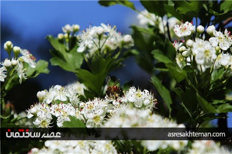 دامنه‌های البرز+عکس