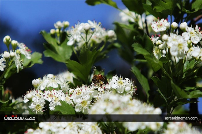 دامنه‌های البرز+عکس