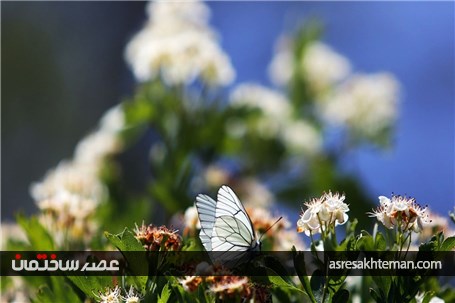 دامنه‌های البرز+عکس