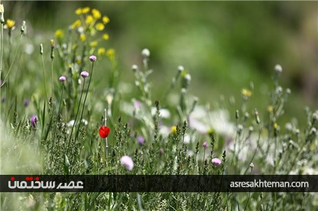 دامنه‌های البرز+عکس