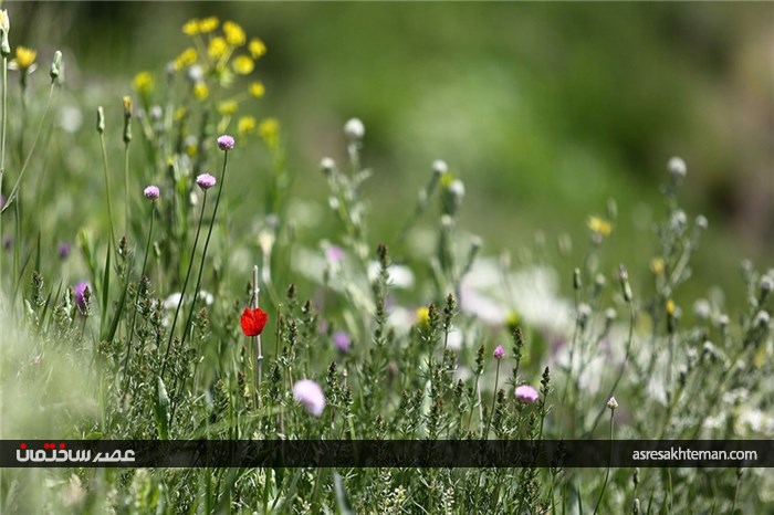 دامنه‌های البرز+عکس