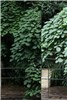 خانه نامرئی در طبیعت + عکس
