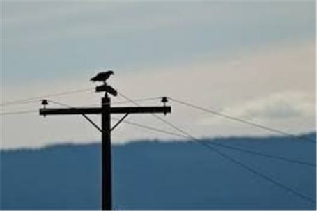 قطعی برق در غرب نروژ به خاطر لانه کلاغ!