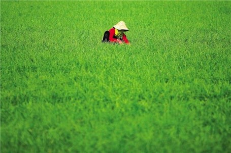 پرداخت خسارت به کشاورزان گلستانی از فردا آغاز می‌شود