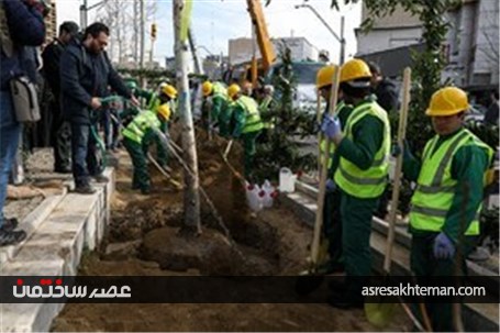 ساماندهی و احیای درختان چنار خیابان ولیعصر