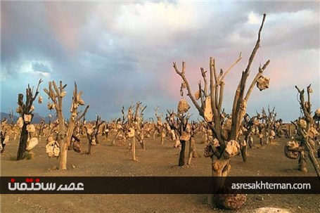 باغی مرموز در کرمان که میوه درختانش سنگ است + تصاویر