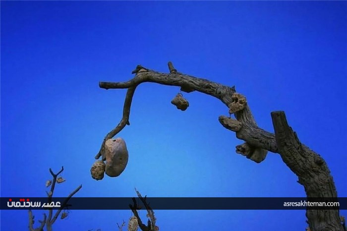 باغی مرموز در کرمان که میوه درختانش سنگ است + تصاویر